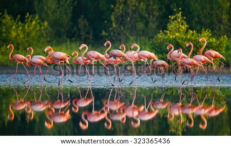 Caribbean flamingo standing in water with reflection. Cuba. An excellent illustration.