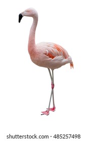 Caribbean Flamingos isolated on white background. Object with clipping path.