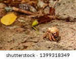 Caribbean Hermit Crab (Coenobita clypeatus)