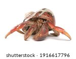 Caribbean hermit crab isolated on a white background