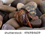 Caribbean Hermit Crab on wet stones/Hermit Crab/Caribbean Hermit Crab (Coenobita Clypeatus)
