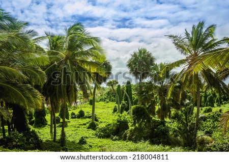 Caribbean jungle with lush green exotic plants, beautiful tall palm trees on blue sky background