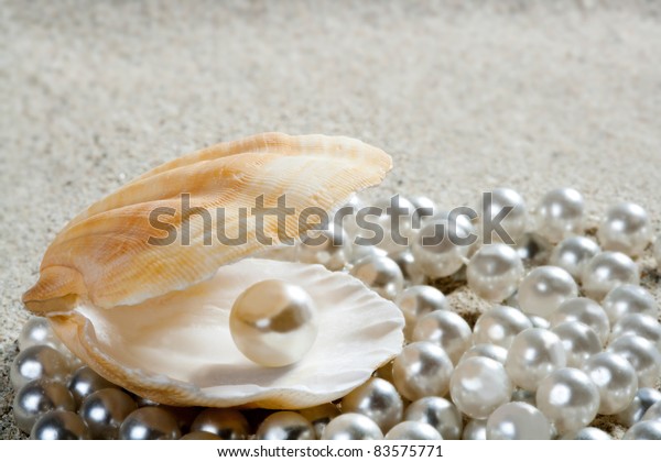 the inside of a clam