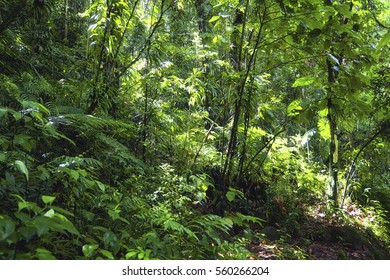 Caribbean Rainforest Stock Photo 560266204 | Shutterstock