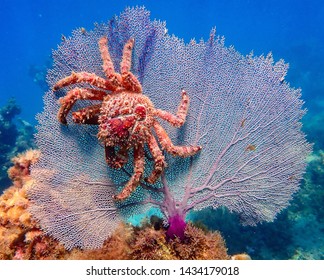 Caribbean Reef Crab On A Seafan