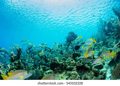 Caribbean Reef With Fish And Corals