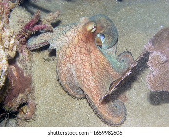 Caribbean Reef Octopus (Octopus Briareus)