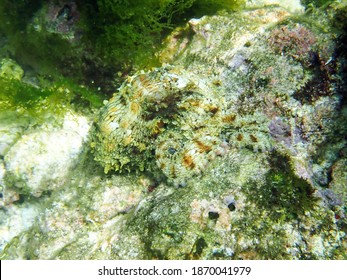 Caribbean Reef Octopus Curled Up In Camouflage With Sea Mossy Green Bottom, Leaf Bumps And Marbled Skin, And Purple Suckers Blended To Coral And Rock Ocean Floor.