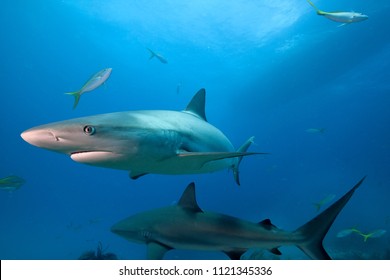 Caribbean Reef Shark.