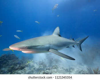 Caribbean Reef Shark Stock Photo 1121345354 | Shutterstock