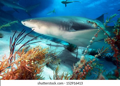 Caribbean Reef Shark