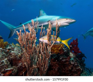 Caribbean Reef Shark