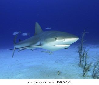 Caribbean Reef Shark