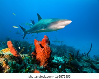 Caribbean Reef Shark