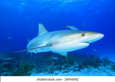 Caribbean Reef Shark