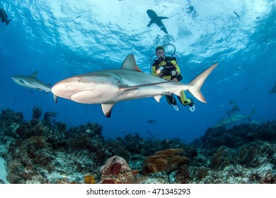 Caribbean Reef Shark