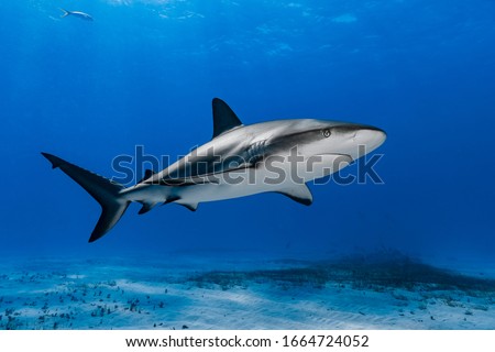 Caribbean reef shark (Carcharhinus perezi) swimming over the reef