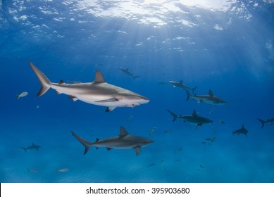 Karibischer Riffhai in klarem blauem Wasser mit anderen Haien und die Sonne im Hintergrund.