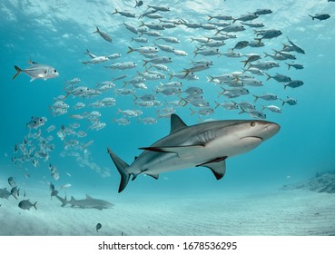 Caribbean Reef Shark Swims With School Of Jacks