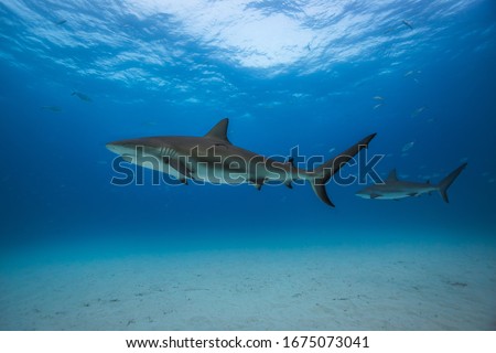 Caribbean reef shark in Tiger Beach, Bahamas. 