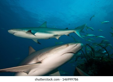 Caribbean reef sharks  