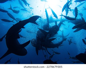 Caribbean reef sharks (Carcharhinus perezi) feeding in a school beneath sunburst sky in the Exuma Cays, Bahamas