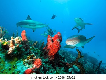 Caribbean reef sharks and Nurse sharks over coral reef.