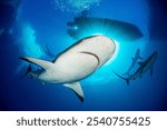 Caribbean reef sharks swimming below a diving boat