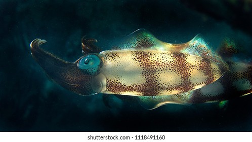 Caribbean Reef Squid