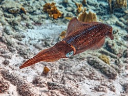 Caribbean Reef Squid ,Sepioteuthis Sepioidea, Commonly Called The Reef Squid, 