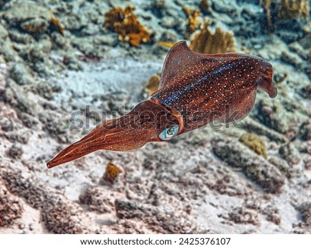 Caribbean reef squid ,Sepioteuthis sepioidea, commonly called the reef squid, 