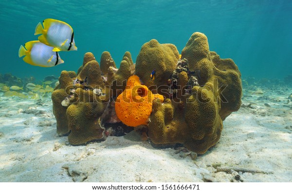 Caribbean sea\
underwater marine life, great star coral with Agelas sponge and\
tropical fish spotfin\
butterflyfish