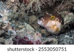 Caribbean Sharpnose-Puffer (Canthigaster rostrata) at the Blue Heron Bridge, Phil Foster Park, Riviera Beach, Florida