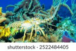 Caribbean Spiny Lobser (Panulirus argus) on vibrant coral reef with colorful sponges at Cozumel island, Mexico