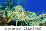 Caribbean Spiny Lobser (Panulirus argus) on vibrant coral reef with colorful sponges at Cozumel island, Mexico