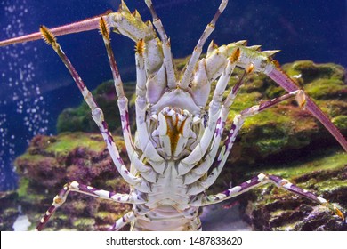 Caribbean spiny lobster climbed up shows the lower part of the body.Panulirus argus. spiny lobster in the aquarium