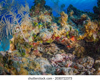 Caribbean spiny lobster in a coral reef (Grand Cayman, Cayman Islands)