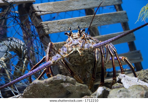 Caribbean Spiny\
Lobster  also knowen as the Florida Spiny Lobster (Panulirus argus)\
inhabits tropical and subtropical waters of the Atlantic Ocean,\
Caribbean Sea, and Gulf of\
Mexico.