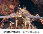 Caribbean spiny lobster (Panulirus argus) Bonaire, Leeward Islands