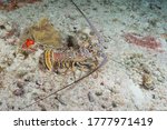 Caribbean spiny lobster (Panulirus argus) Cozumel, Mexico
