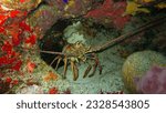 Caribbean Spiny Lobster Panulirus argus. Reef fish mexican caribbean cozumel island