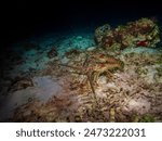 Caribbean spiny lobster (Panulirus argus) on a sandy bottom in Cozumel, Mexico.  Underwater photography and travel.