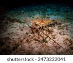 Caribbean spiny lobster (Panulirus argus) on a sandy bottom in Cozumel, Mexico.  Underwater photography and travel.