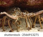 Caribbean spiny lobster (Panulirus argus) in a crevice