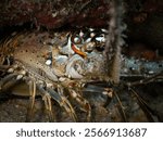 Caribbean spiny lobster (Panulirus argus) closeup