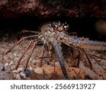 Caribbean spiny lobster (Panulirus argus) whole body