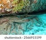 Caribbean spiny lobster (Panulirus argus) couple in cave