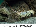 Caribbean spiny lobster (Panulirus argus). 