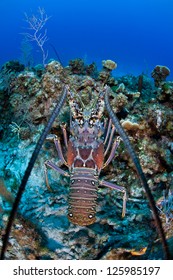 The Caribbean Spiny lobster (Panulirus argus) inhabits tropical and subtropical waters of the Atlantic Ocean, Caribbean Sea, and Gulf of Mexico.  It is normally a nocturnal species.