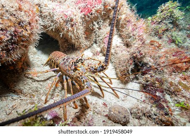 Caribbean spiny lobster (Panulirus argus) Roatan, Honduras